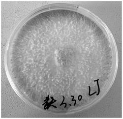 一种猴头菇液体发酵培养基以及制备三萜的方法