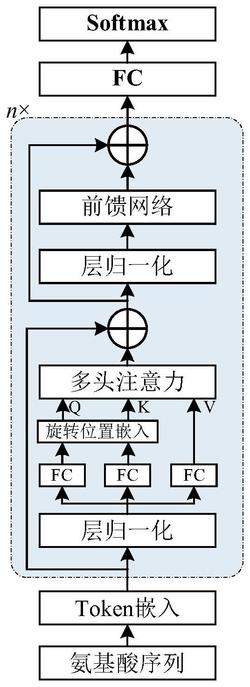 一种基于自监督学习和Kronecker积分解的参数高效蛋白质语言模型设计方法