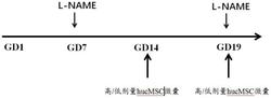 间充质干细胞来源的纳米微囊泡在制备治疗子痫前期的药物中的应用