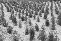 一种用于煤矸石填充煤矿塌陷区和沟壑区复垦造田的方法