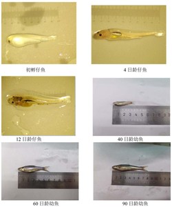 一种圆口铜鱼苗种批量化培育方法发明专利