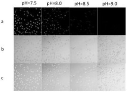 一种检测pH荧光传感器化合物及其制备与应用