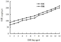 一种西施舌的人工繁育方法发明专利