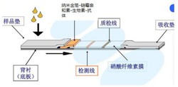 一种用于检测心肌损伤标志物的纳米金笼免疫层析试纸条及其制备方法