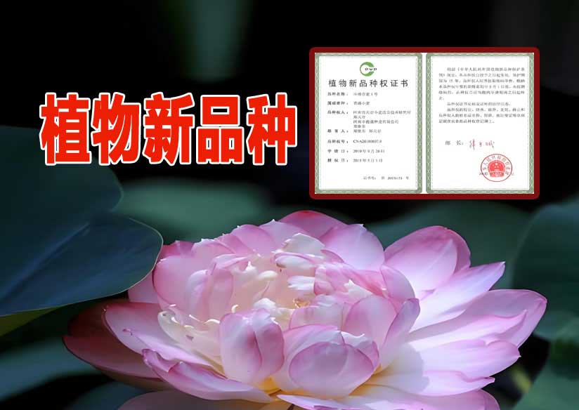 植物新品种申请登记