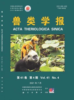 兽类学报