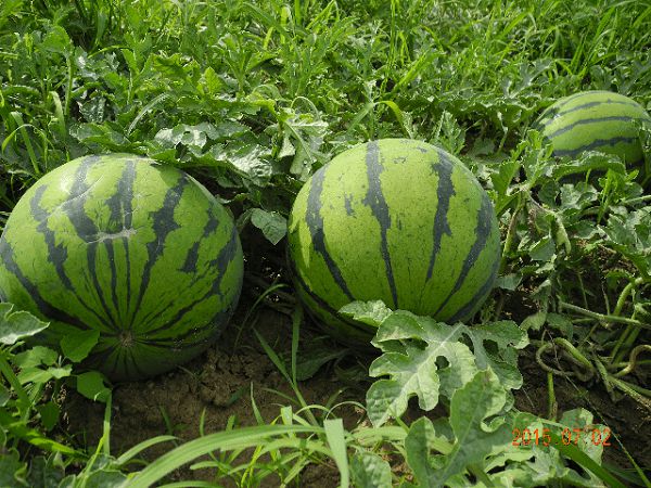 小梁山西瓜