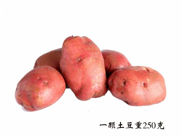 乌兰察布马铃薯