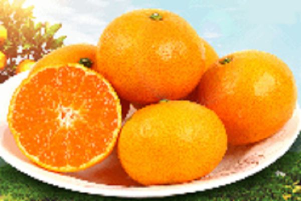 宜昌蜜桔
